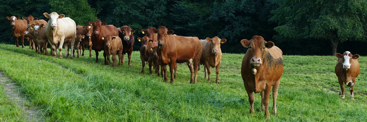 Quels sont les avantages du comité d’entreprise CACIB en 2025 ?