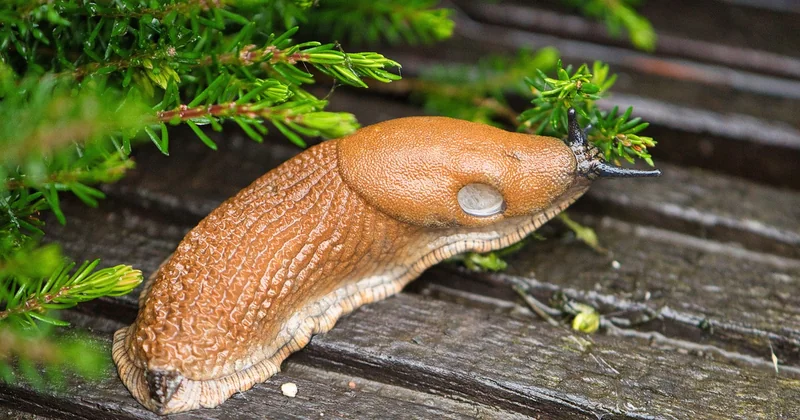 Mais au fait, « slug » veut-il dire autre chose ?