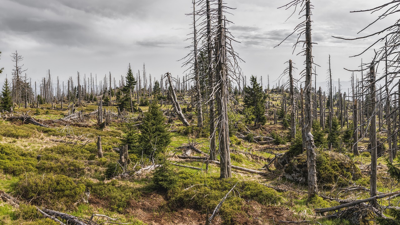 découvrez tout ce qu'il faut savoir sur les labels environnementaux : leur définition, leur utilité pour consommer responsable et comment les reconnaître pour faire des choix écologiques au quotidien.